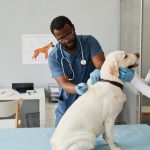 The Significance of Veterinary Marketing