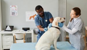 The Significance of Veterinary Marketing