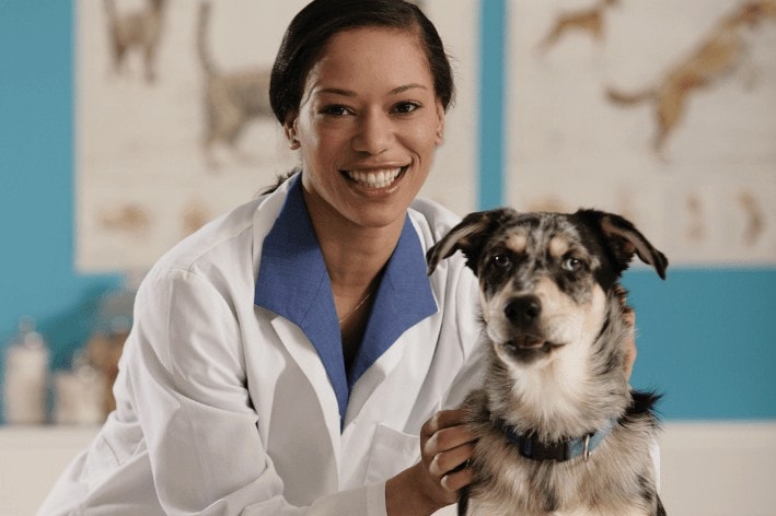 veterinary websites