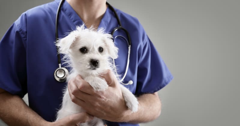 veterinary websites