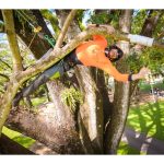 Expert Tree Removal Protecting Property Safety Through Careful Precision Cutting Techniques