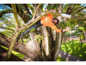 Expert Tree Removal Protecting Property Safety Through Careful Precision Cutting Techniques